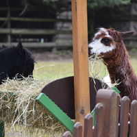 Bild vergr��ern: �ber 600 Tiere warten auf den Besucher im Tierpark Herford.