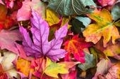 Bild vergr&ouml;&szlig;ern: nature-2609978__480