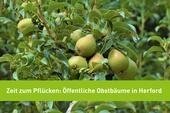 Bild vergr&ouml;&szlig;ern: Mundraub