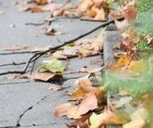Bild vergr&ouml;&szlig;ern: Laub