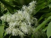 Bild vergr&ouml;&szlig;ern: Blumen-Esche