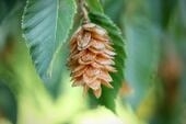 Bild vergr&ouml;&szlig;ern: Hopfenbuche