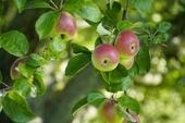 Bild vergr&ouml;&szlig;ern: Apfelbaum