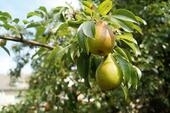 Bild vergr&ouml;&szlig;ern: Birnenbaum