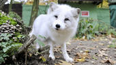 Bild vergr&ouml;&szlig;ern: Tierpark Herford