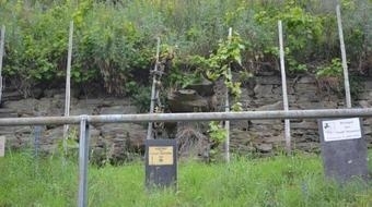 Bild vergr&ouml;&szlig;ern: Weinberg in Leutesdorf