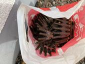 Bild vergr&ouml;&szlig;ern: Munition_swk